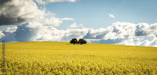 Canola field in NSW Australia