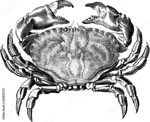 Vintage image crab