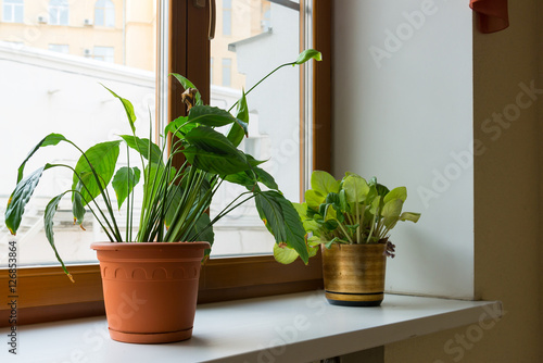 Two potted flower stand on windowsill