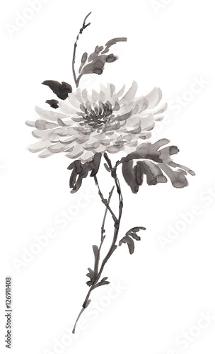 Ink illustration of flower, blooming chrysanthemum in monochrome. Sumi-e, u-sin, gohua painting stile. Silhouette made up of black brush strokes isolated on white background.