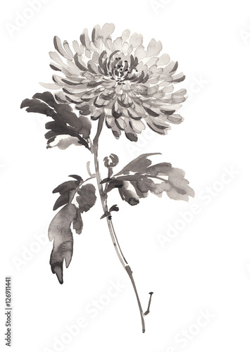 Ink illustration of chrysanthemum in bloom. Sumi-e, u-sin, gohua painting stile. Silhouette made up of black brush strokes isolated on white background.
