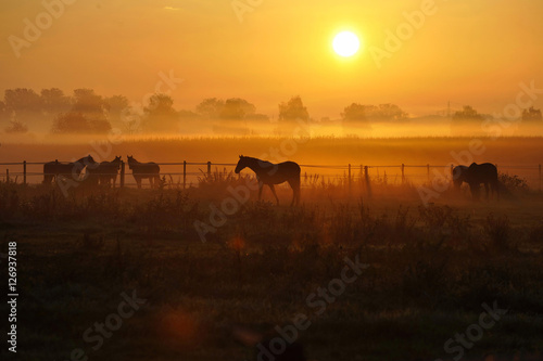 Sonnenaufgang auf einer Pferdeweide