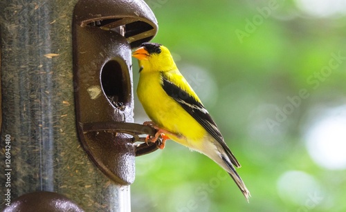 Little Yellow birds - American Goldfinches (Spinus tristis) feeding at a seed feeder as they migrate to make their new homes.