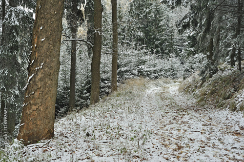 Pierwszy śnieg w lesie