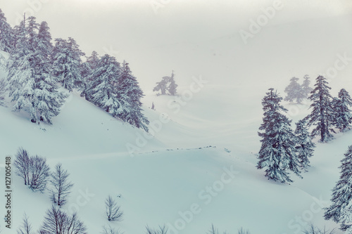 Winter scene of mountain covered by snow with pine trees
