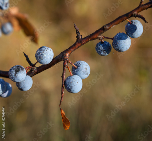 Ripe blue blackthorn berries