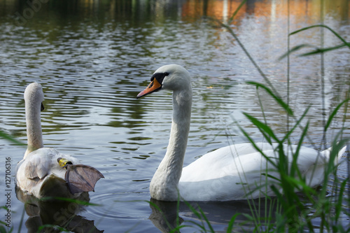 Łabędź niemy