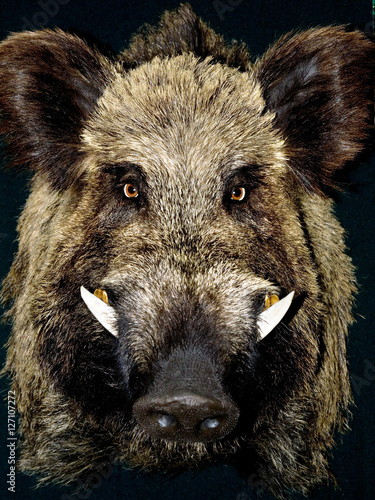Male wild boar portrait
