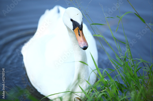 Łabędź niemy