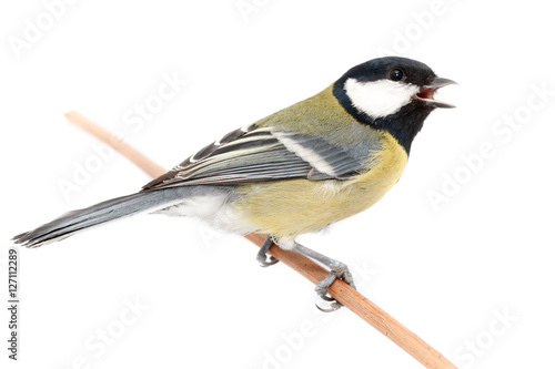 Great Tit (Parus major) isolated