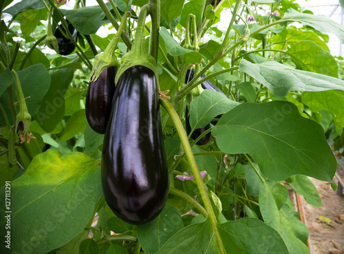 eggplant in a greenhouse