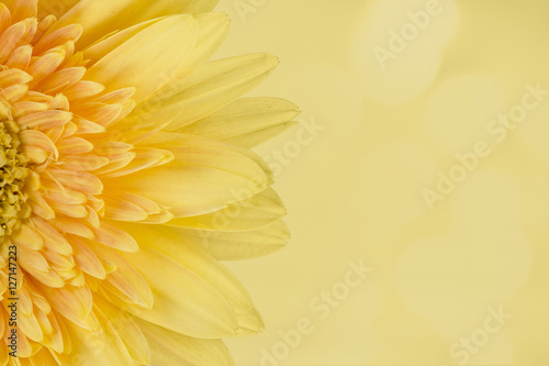 yellow flowers beautiful on a bokeh background