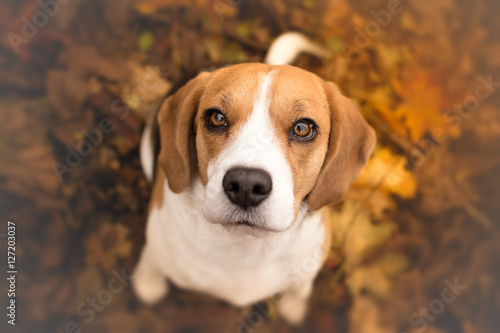 Cute beagle puppy dog looking up