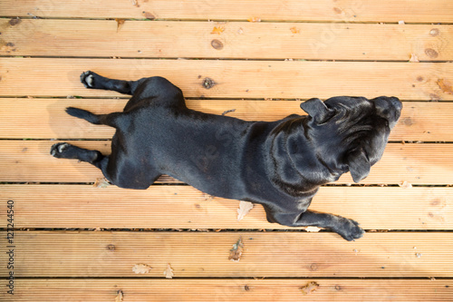 Handsome Staffordshire Bull Terrier dog lying on decking