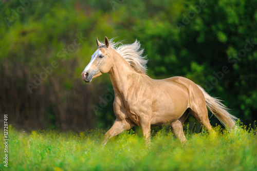 Beautiful palomino horse with long blond mane run on spring meadow