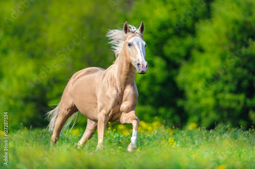 Beautiful palomino horse with long blond mane run on spring meadow