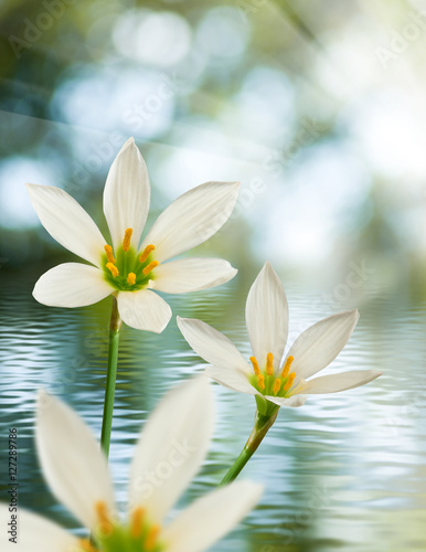 image of beautiful white flower on water background close-up