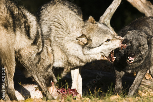 Pack of timber wolves, canis lupus, fighting over a deer carcass. The alpha wolf snaps and snarls at a subordinate in the pack.