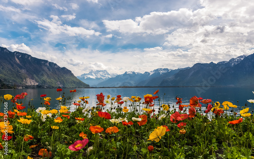 Beautiful view with colourful poppies on the Alps Mountains and Lake Leman from Montreux embankment. 