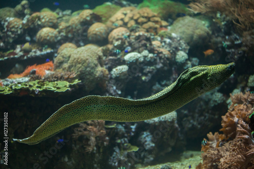 Laced moray (Gymnothorax favagineus)