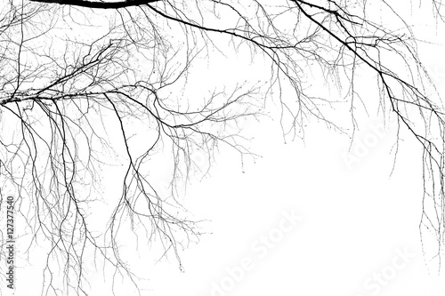 Birch branches on a white background. Thin branches of a weeping birch tree in the left part of the image. The lower right corner of the frame is free.