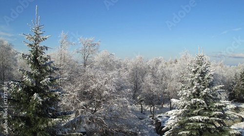 Winter forest