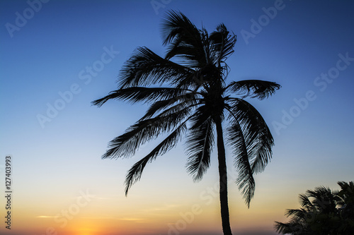 Palm tree with beautiful sunset in a tropical beach.