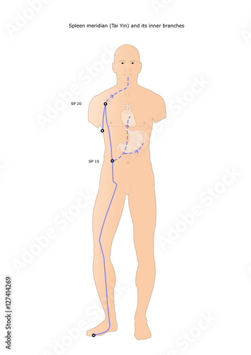 acupuncture: spleen meridian (Tai Yin) and its inner branches