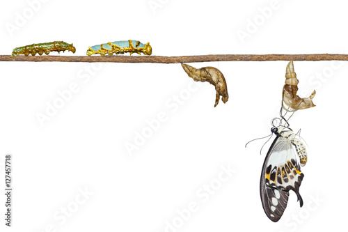 Isolated transformation of banded swallowtail butterfly (Papilio