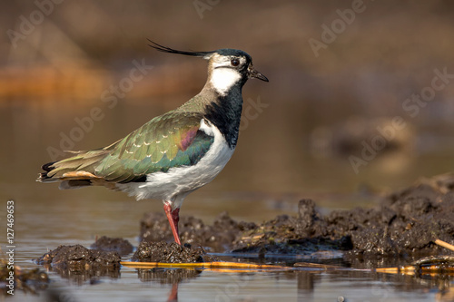 Northern Lapwing