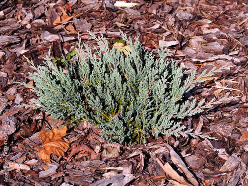 Juniperus horizontalis 'Blue Chip' - creeping juniper 