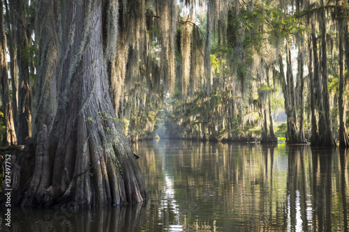 Swamp bayou scene of the American South featuring bald cypress trees and Spanish moss in Caddo Lake, Texas, USA