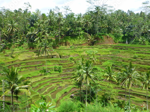 Rice paddies and Palms in Bali, Reisfelder und Palmen in Bali