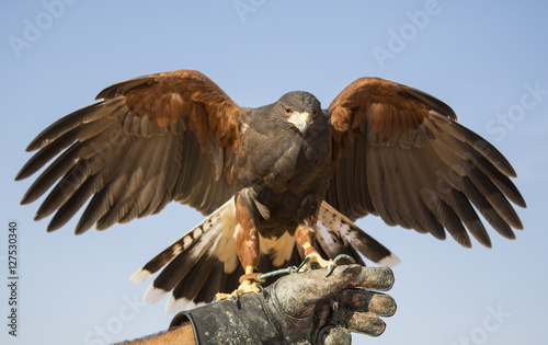 Harrier Hawk on a hand of its trainer near Dubai