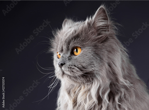 Persian grey cat