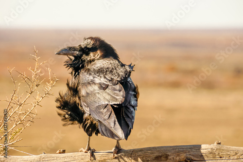 Perched Raven With Wind-Ruffled Feathers