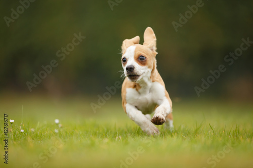 Chihuahua Dackel Mix rennt