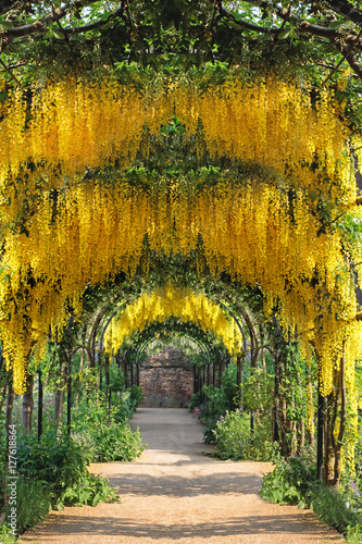 Arch of Hanging Laburnum