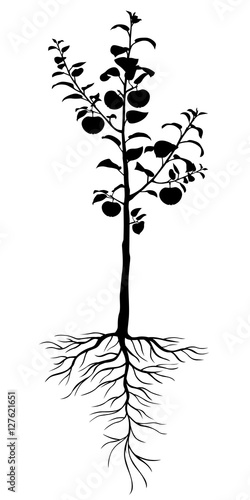 Seedling apple trees with roots and fruits