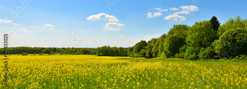 Field of rape in spring countryside