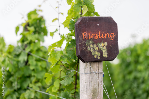 Beautiful lush green vineyard on a sunny summer day. Riesling grape vines fresh after the summer rain. Winemaking tradition.