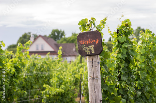 Beautiful lush green vineyard on a sunny summer day. Riesling grape vines fresh after the summer rain. Winemaking tradition.