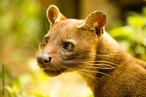 Fossa, Cryptoprocta ferox is Madagascar's largest predator, Madagascar