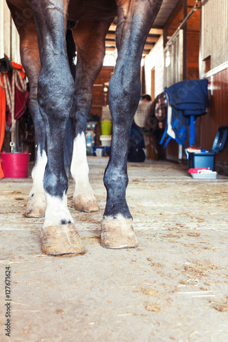 Chestnut horse hoof standing in stable