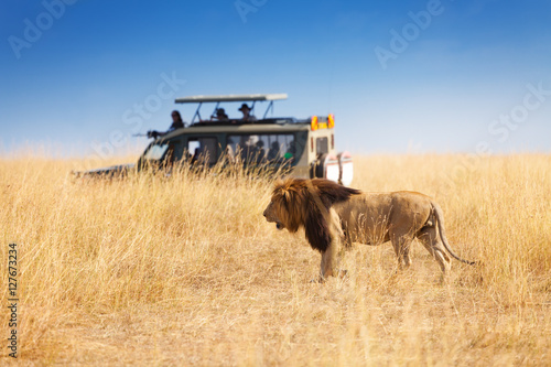 Portrait of beautiful big lion at safari park