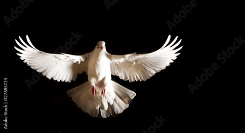 white dove with open wings flies on a black background