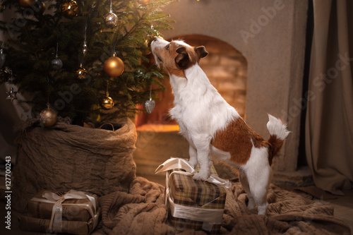Dog Jack Russell Terrier. Christmas season 2017, new year.