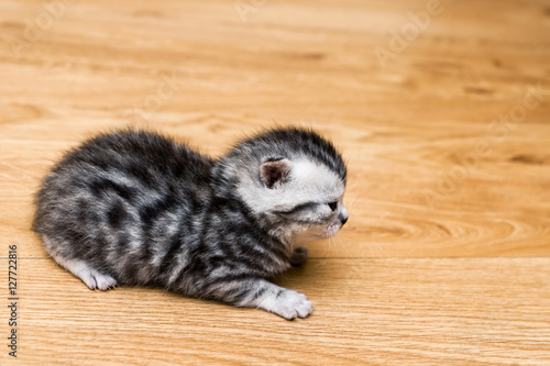Newborn tabby kitten on a floor