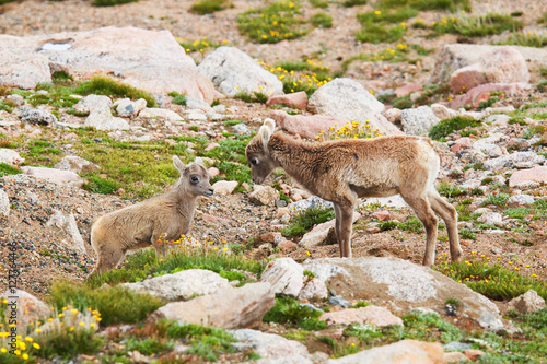 Baby Bighorn Sheep on Mount Evans Colorado