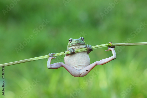 Javan tree frog